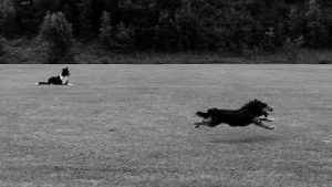 Running Dog